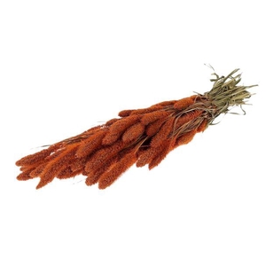 Bunch Setaria Slv L60