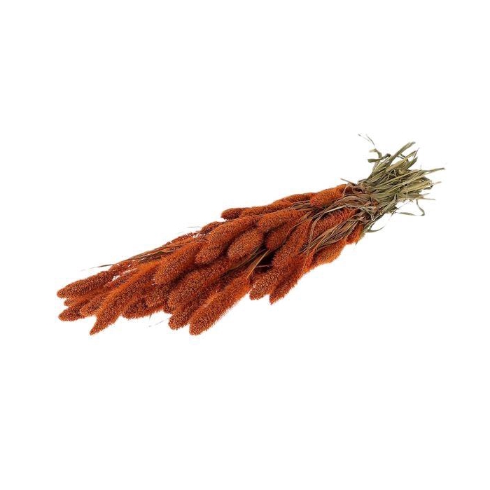 <h4>Bunch Setaria Slv L60</h4>