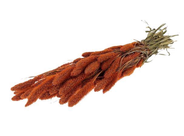 Bunch Setaria Slv L60