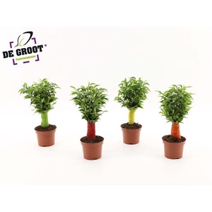 Ficus benjamina 'Natasja'