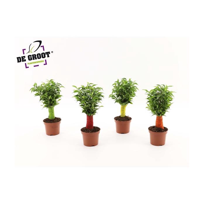 <h4>Ficus benjamina jute stam</h4>