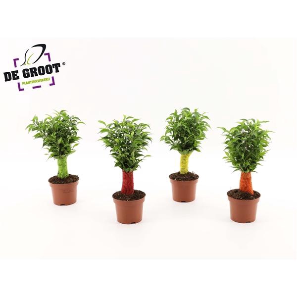 <h4>Ficus benjamina 'Natasja'</h4>