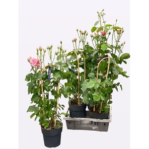 ROSA FL LOVLY SELECT