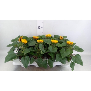 Helianthus an. 'Tiger Eye'