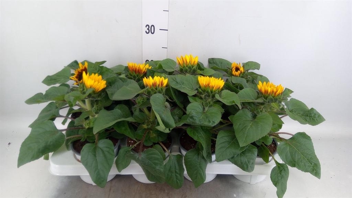 <h4>Helianthus an. 'Tiger Eye'</h4>