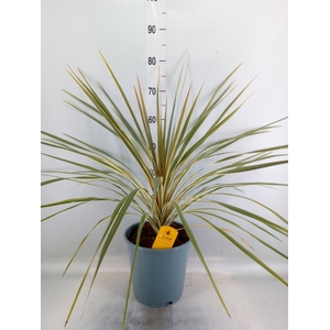 Cordyline austr. 'Variegata'