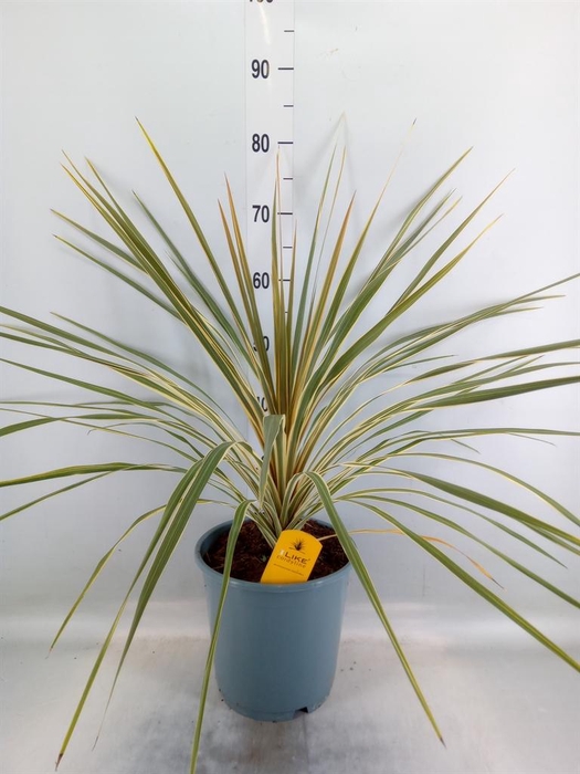 <h4>Cordyline austr. 'Variegata'</h4>