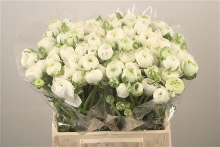 <h4>Ran El White</h4>