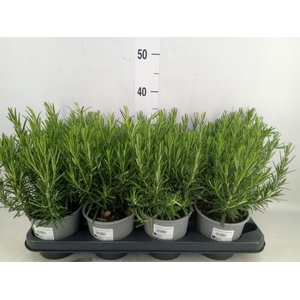 Rosmarinus offi.   ...