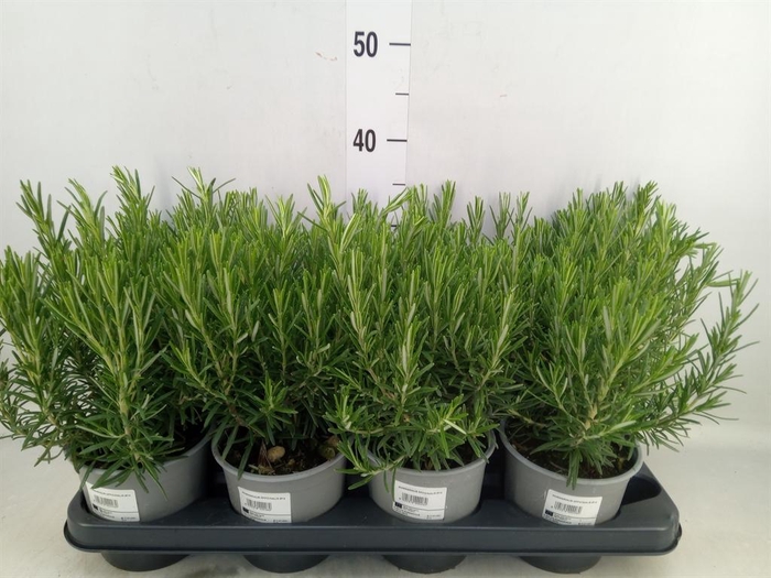 <h4>Rosmarinus offi.   ...</h4>