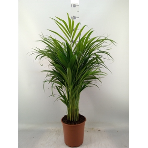 Dypsis lutescens   ...Chrysalidoca