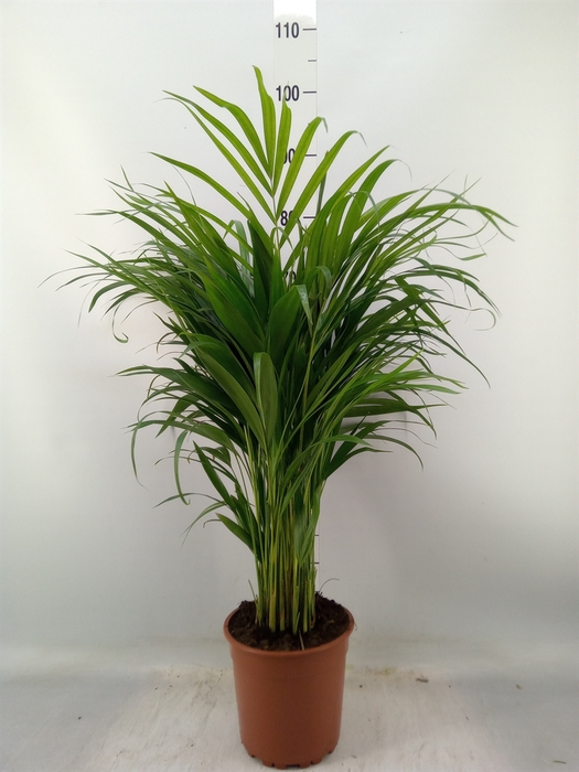 <h4>Dypsis lutescens   ...Chrysalidoca</h4>