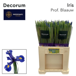 Iris Prof. Blaauw Decorum