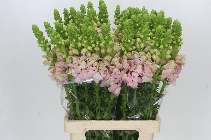 Antirrhinum Potomac Early Pink