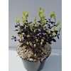 Pittosporum tenuifolium