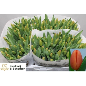 Tulipa si orange juice