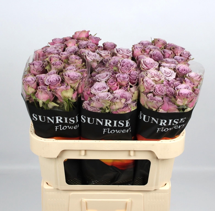 <h4>R TR PURPLE SKY</h4>