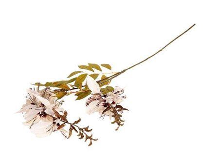 <h4>Stem Wisteria L100</h4>