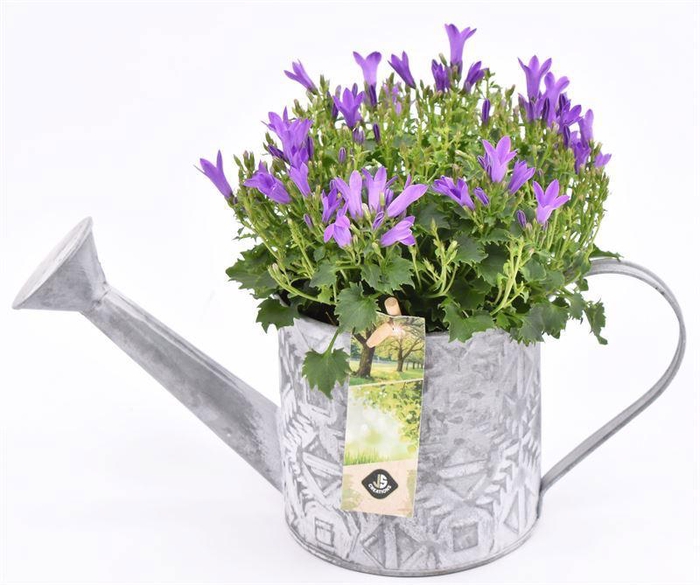 <h4>Zink gieter mix grijs 11cm</h4>