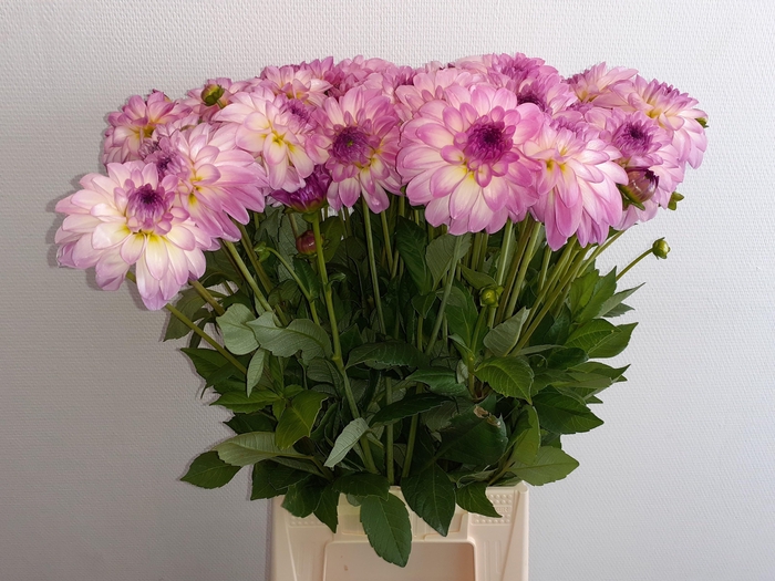 <h4>Dahl Rose Wit</h4>