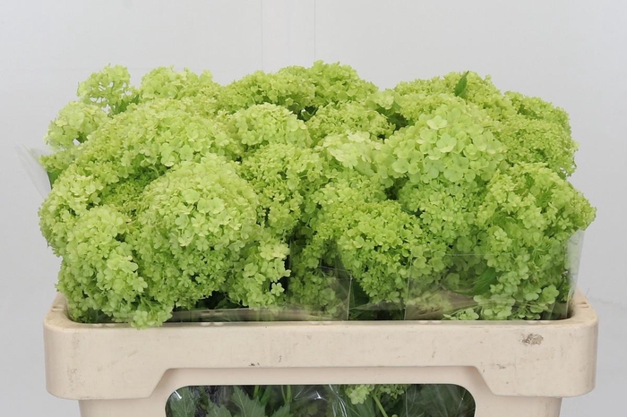 <h4>Viburnum Opulus Roseum</h4>