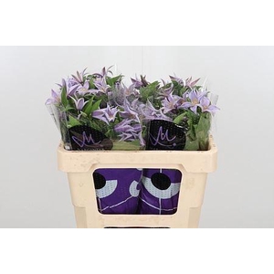 CLEMATIS STAR RIVER CLEM STAR RIVER