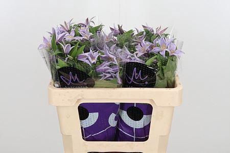 <h4>CLEMATIS STAR RIVER CLEM STAR RIVER</h4>