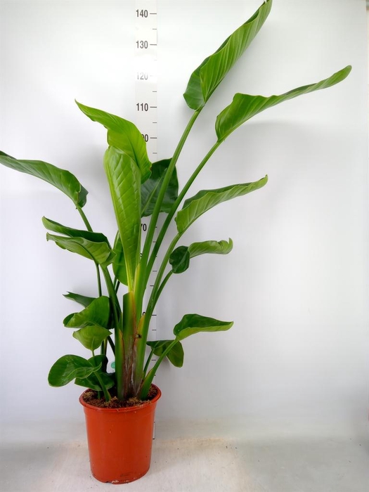 <h4>Strelitzia nicolai</h4>