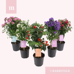 Overig kuipplanten mixkar