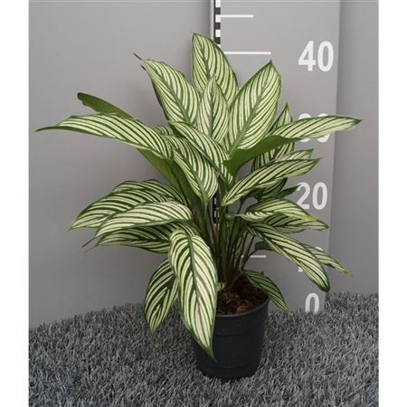 <h4>Calathea Vittata</h4>