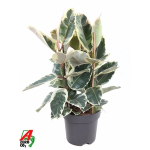 Ficus Tineke