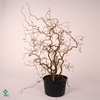 CORYLUS A CONTORTA stock