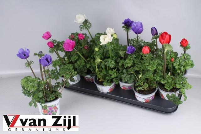 <h4>ANEM CO HARM GEM</h4>