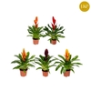 Vriesea Gemengd gemengd in tray Sensation mix