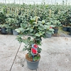 Camellia japonica Lady Campbell