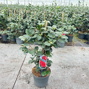 Camellia japonica Lady Campbell