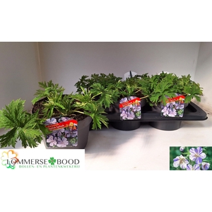 GERANIUM OVERIG