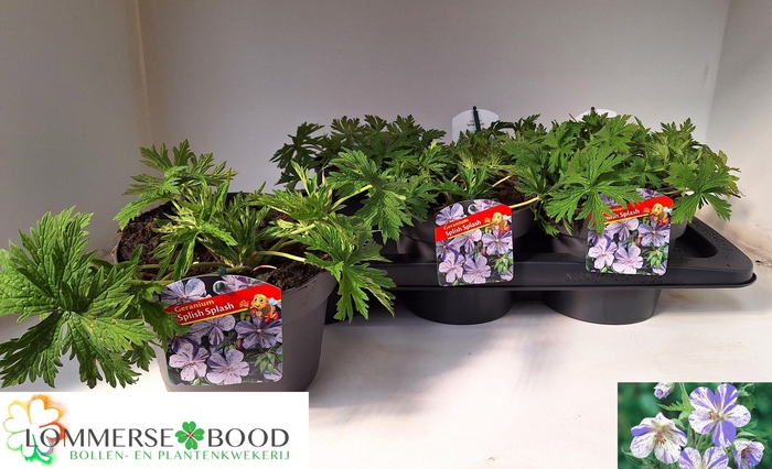 <h4>GERANIUM OVERIG</h4>