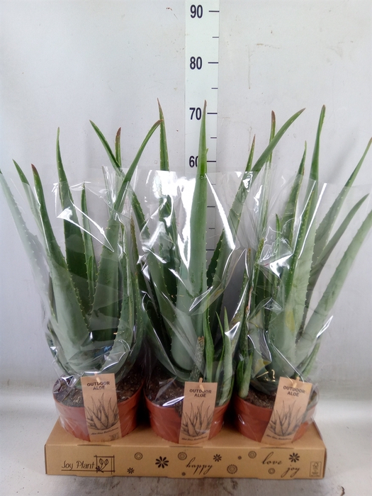 <h4>Aloe vera</h4>