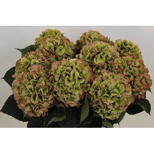 Hydrangea Macr Verena Classic