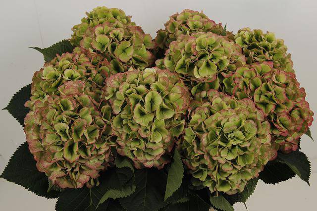 <h4>Hydrangea Macr Verena Classic</h4>