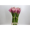 Zantedeschia Eydolls Purple Pink