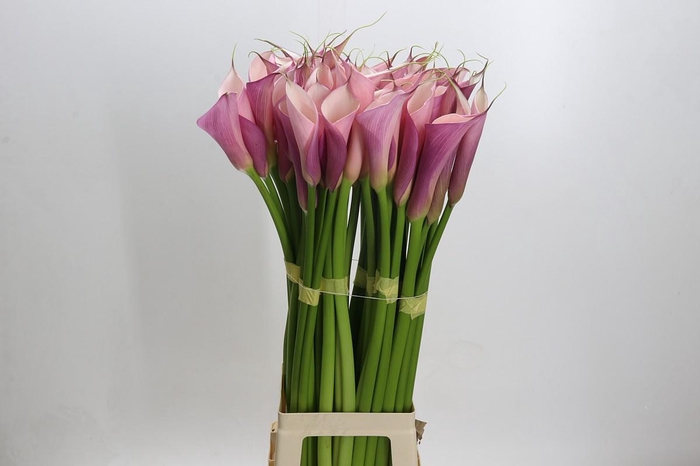 <h4>Zantedeschia Eydolls Purple Pink</h4>