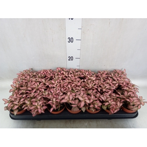 Fittonia  'Mosaic Pink Forest Flam'