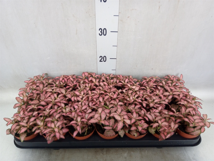 <h4>Fittonia  'Mosaic Pink Forest Flam'</h4>
