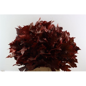 Quercus Rubra Red Klbh