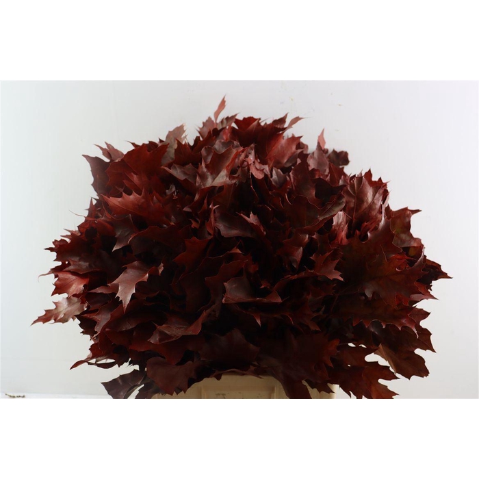 <h4>Quercus Rubra Red Klbh</h4>