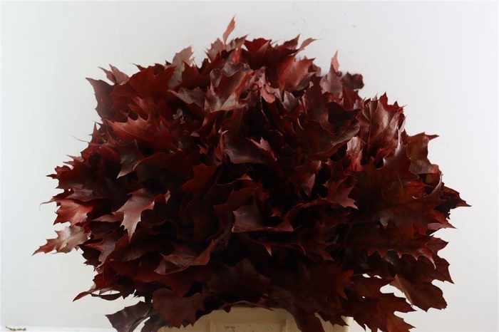 Quercus Rubra Red Klbh