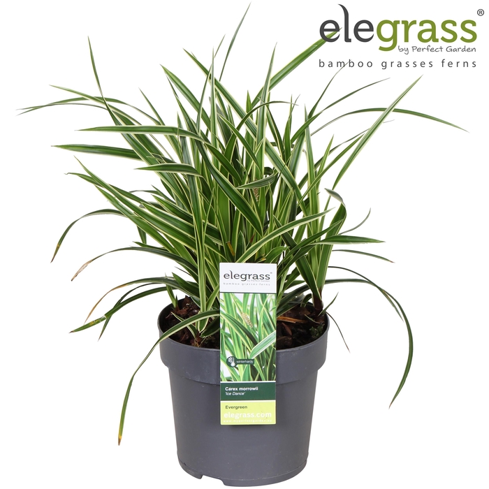 <h4>Carex morrowii 'Ice Dance' P14</h4>