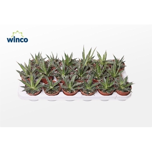 Agave Filifera